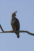 Mutable Hawk Eagle