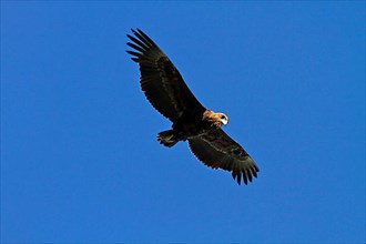 Immature Bateleur Eagle in Flight