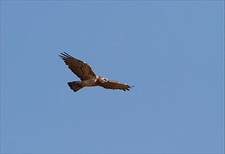 Short-footed eagle in flight. Coto Donana