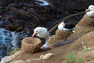 Black-browed Albatross DIOMEDEA MELANPHORIS lands on nest
