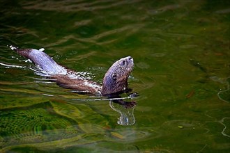 Spotted Necked Otter