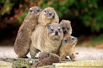 Rock Dassie