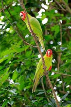 Scarlet-fronted parakeet