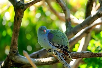 Green Fruit Dove african green pigeon