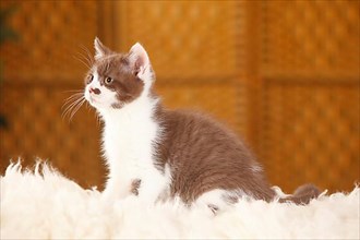 British shorthair cat