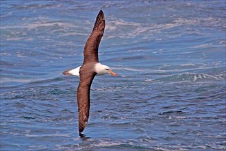 Black-browed Albatross DIOMEDEA MELANPHORIS Flies