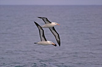 Black-browed Albatross DIOMEDEA MELANPHORIS Two birds flying in Antarctica