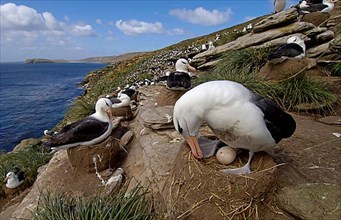 Colony of Black-browed Albatross