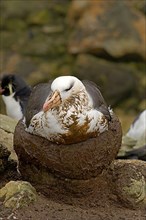 Adult Black-browed Albatross