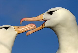 Adult pair of Black-browed Albatrosses