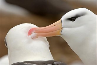Adult pair of Black-browed Albatrosses