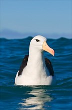 Subantarctic black-browed albatross