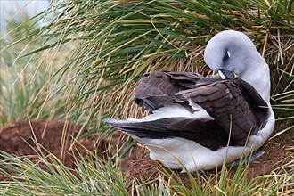 Adult grey-headed albatross