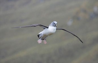 Adult grey-headed albatross