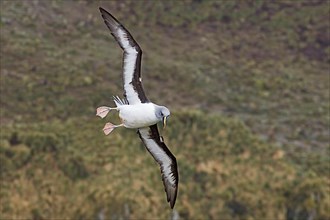 Grey-headed albatross
