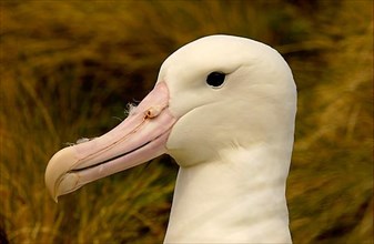 Southern royal albatross