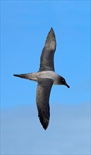Light-mantled Sooty Albatross