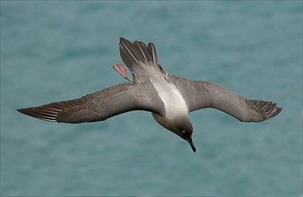 Light-mantled Sooty Albatross