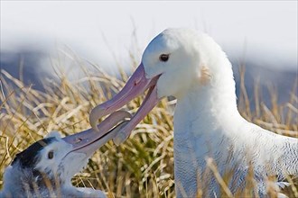 Wandering albatross