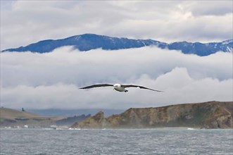 New Zealand shy albatross