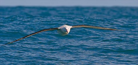 Gibson's antipodal albatross