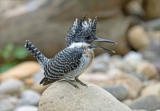 Crested kingfisher