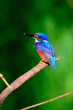 Azure azure kingfisher