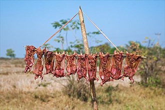 Swallow carcasses drying in the sun