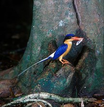 Buff-breasted paradise kingfisher