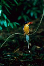 Buff-breasted paradise kingfisher