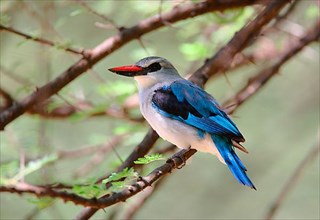 Senegal Kingfisher