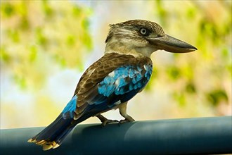 Blue-winged blue-winged kookaburra