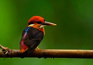 Jungle Kingfisher