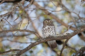 African african barred owlet