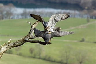 Peregrine falcon