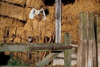 Barn Owl