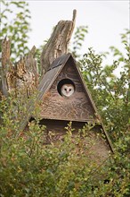 Barn Owl