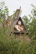 Common barn owl