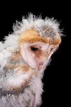 Common barn owl