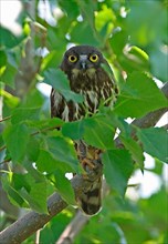 Brown Hawk-owl