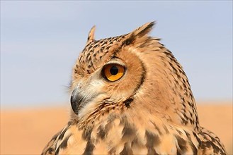 Pharaoh Eagle-owl