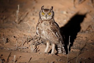 Spotted spotted eagle-owl