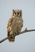 Verreaux's eagle-owls