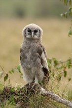 Verreaux's eagle-owls
