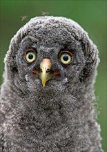 Great grey owls