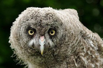 Great grey owls