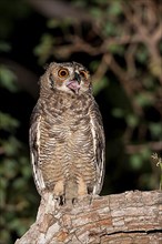 South American Eagle Owl