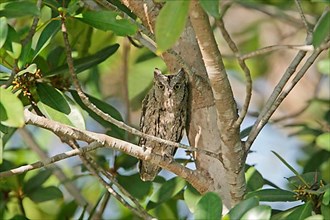 Africa Scops-owl