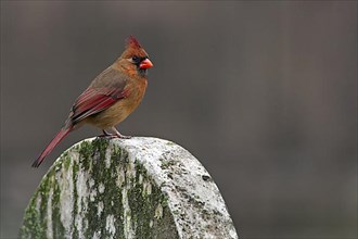 Northern northern cardinal