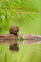 Water Vole